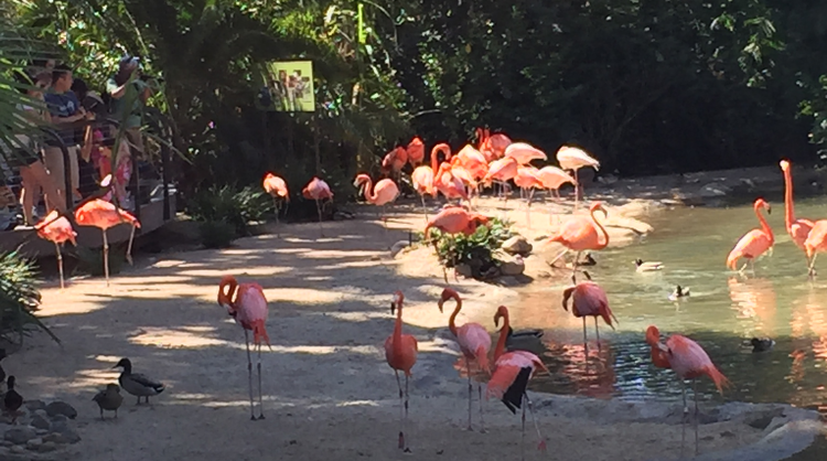 Rebranding the San Diego Zoo experience